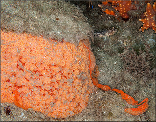 Umbraculum umbraculum (Lightfoot, 1786) Atlantic Umbrella Slug