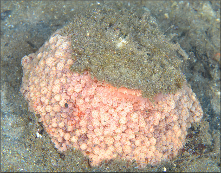 Umbraculum umbraculum (Lightfoot, 1786) Atlantic Umbrella Slug