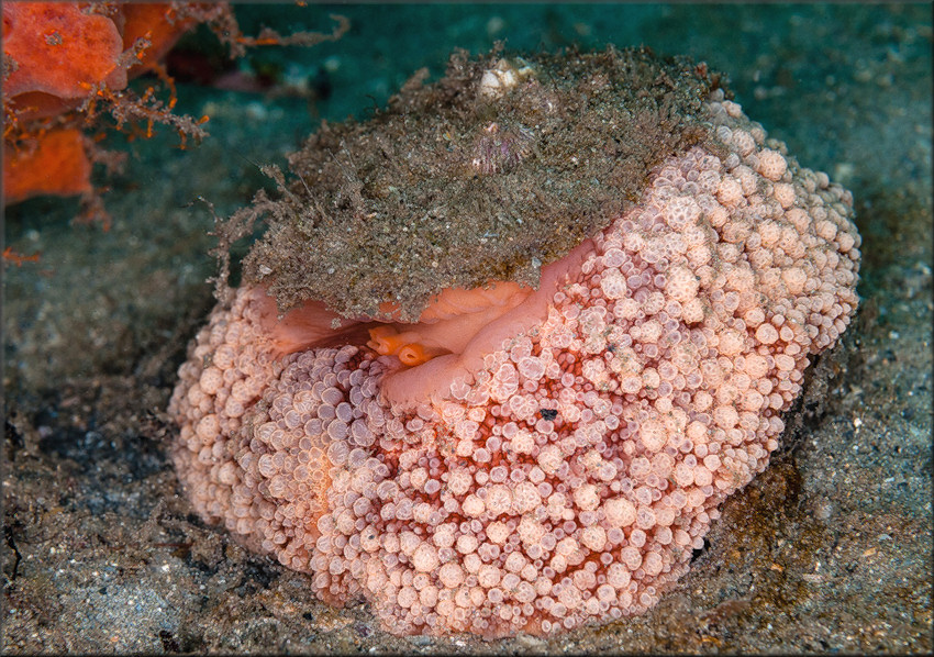 Umbraculum umbraculum (Lightfoot, 1786) Atlantic Umbrella Slug