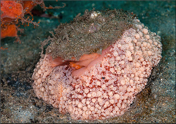 Umbraculum umbraculum (Lightfoot, 1786) Atlantic Umbrella Slug