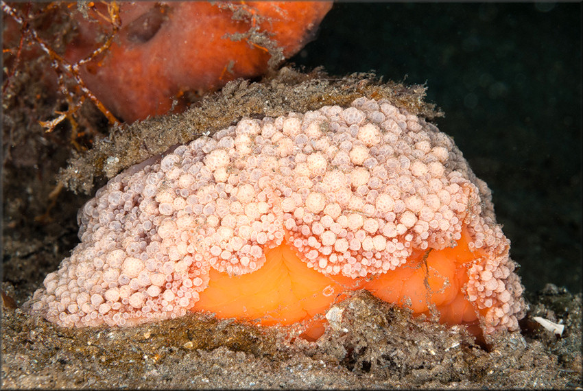 Umbraculum umbraculum (Lightfoot, 1786) Atlantic Umbrella Slug