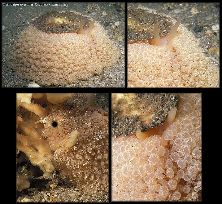 Umbraculum umbraculum (Lightfoot, 1786) Atlantic Umbrella Slug