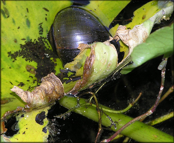 Pomacea paludosa (Say, 1829) Florida Applesnail In Situ