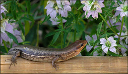 Broad-headed Skink [Plestiodon laticeps]