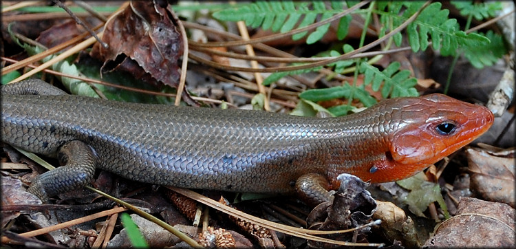 Broad-headed Skink [Plestiodon laticeps] Male