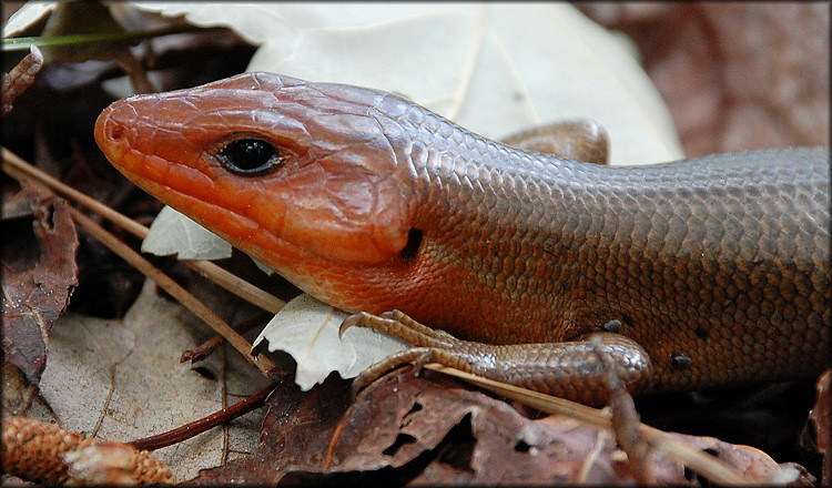 Broad-headed Skink [Plestiodon laticeps] Male