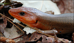 Broad-headed Skink [Plestiodon laticeps] - Male