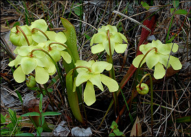 Hooded Pitcher Plant [Sarracenia minor]