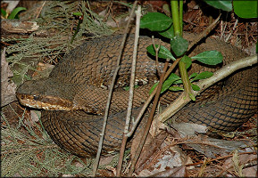 Florida Cottonmouth [Agkistrodon piscivorus conanti]