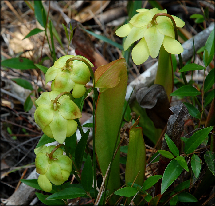 Hooded Pitcher Plant [Sarracenia minor]