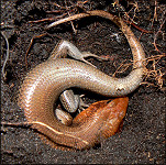 Broad-headed Skink [Plestiodon laticeps] - Male