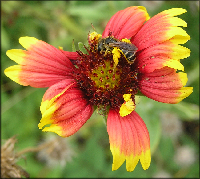 Gaillardia [Gaillardia pulchella] 