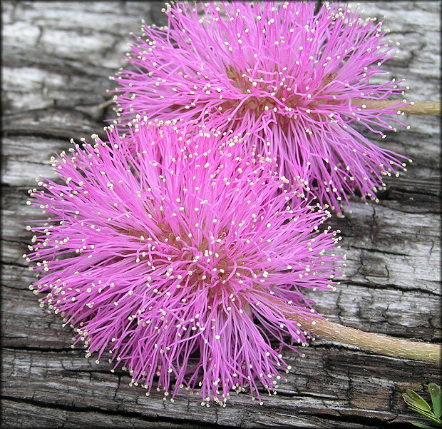 Sensitive Brier [Schrankia microphylla]