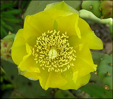 Prickly-pear Cactus [Opuntia humifusa] 