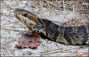 Florida Cottonmouth [Agkistrodon piscivorus conanti]