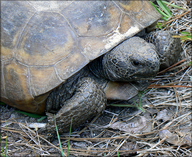 Gopher Tortoise [Gopherus polyphemus]