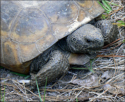 Gopher Tortoise [Gopherus polyphemus]