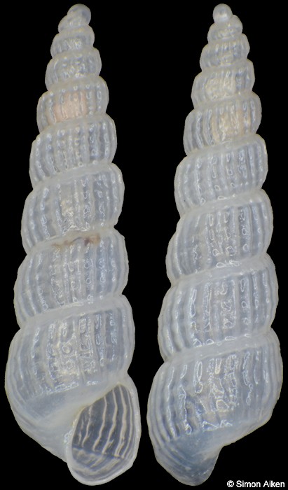 Turbonilla cf. tegulata G. B. Sowerby III, 1892