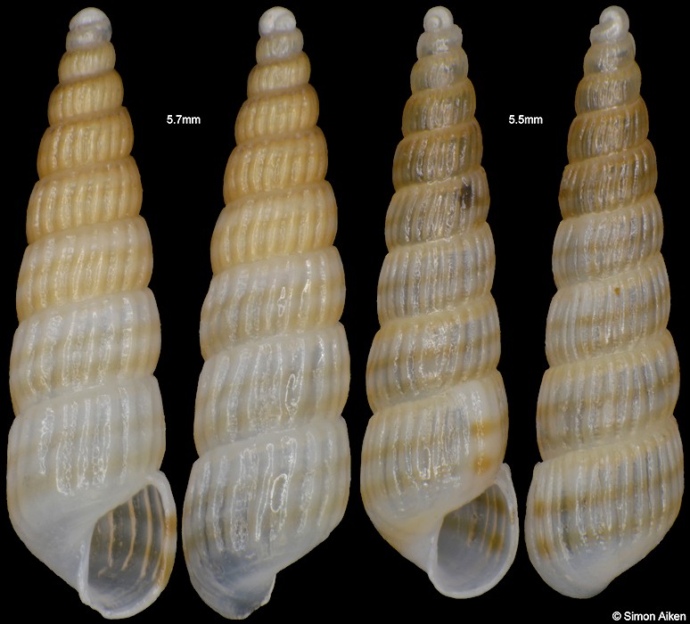 Turbonilla bifasciata A. Adams, 1861