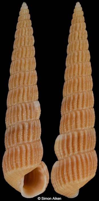 Turbonilla aspera Kuroda and Habe, 1971