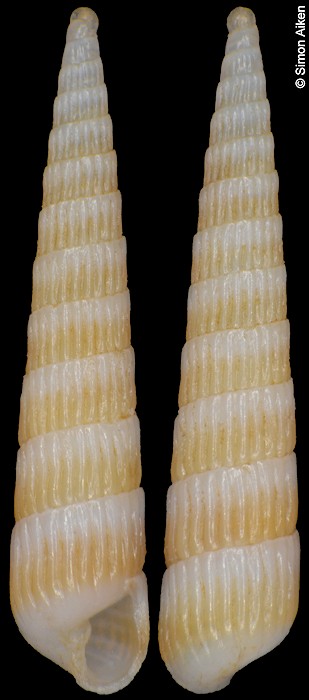Turbonilla sp. aff. aola Pe�as and Rol�n, 2010