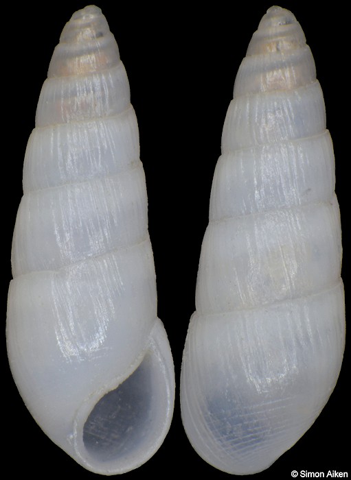 Tropeas species