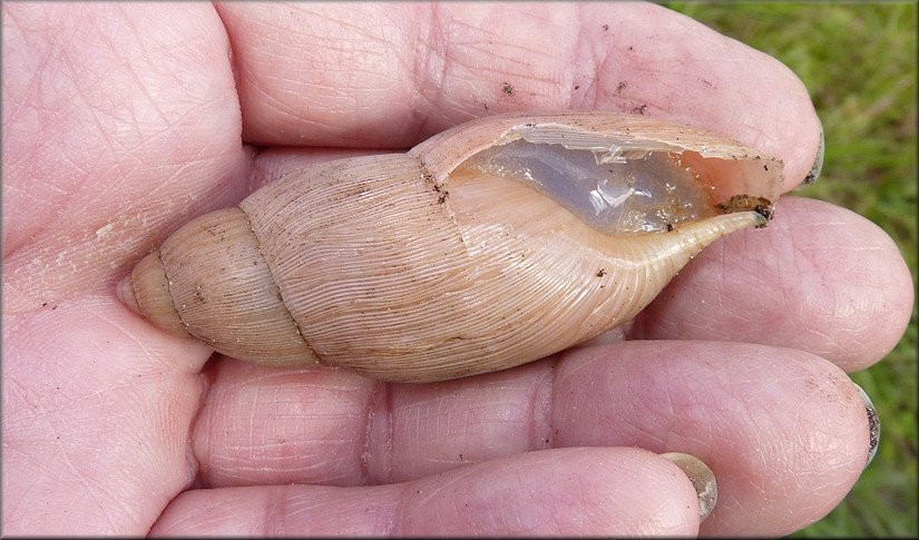 Euglandina rosea (Frussac, 1821) Rosy Wolfsnail - Large Specimen