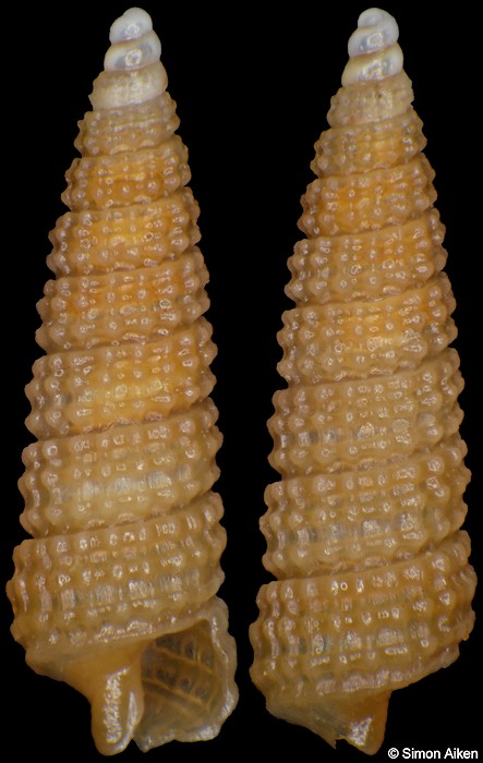 Cerithiopsis alfredensis Bartsch, 1915