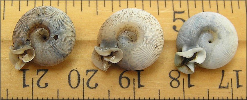 Three of the Daedalochila auriculata specimens found