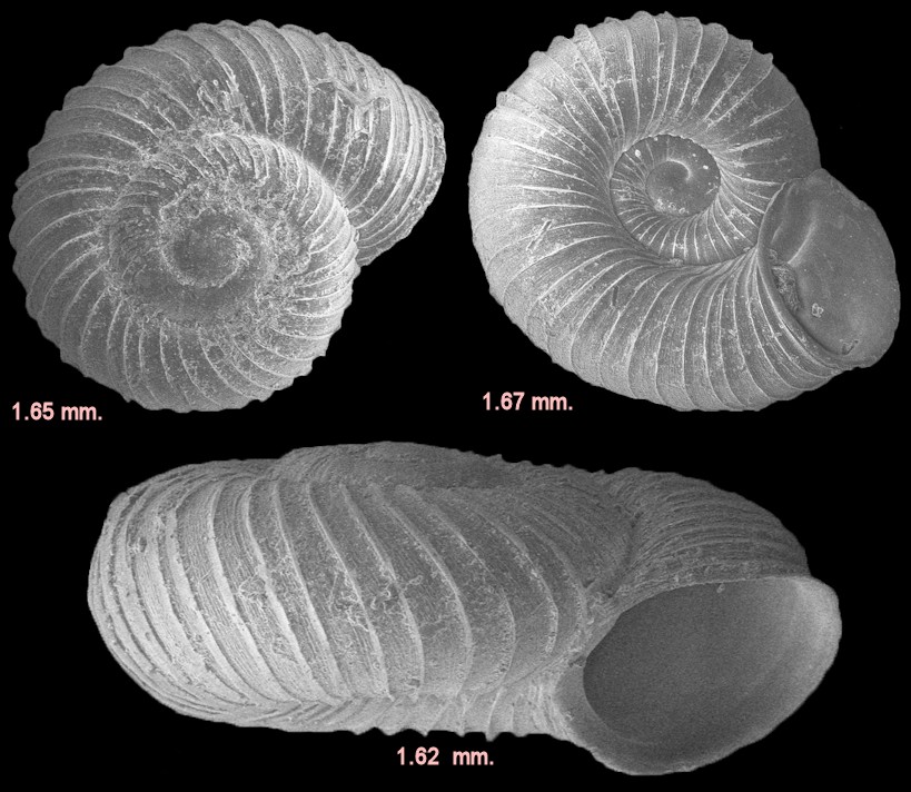 Vallonia perspectiva Sterki, 1893 Thin-lip Vallonia