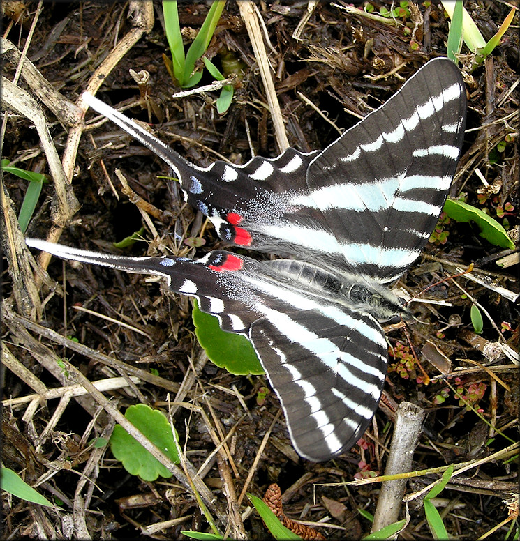 Zebra Swallowtail [Eurytides marcellus]