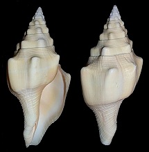 Turbinella angulata