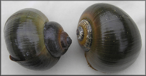 Pomacea paludosa Shell Variation