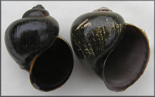 Pomacea paludosa Shell Variation