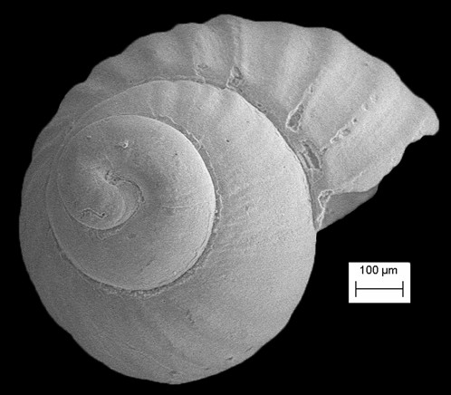 Parthenina varia (Odé, 1993) Fossil Specimens