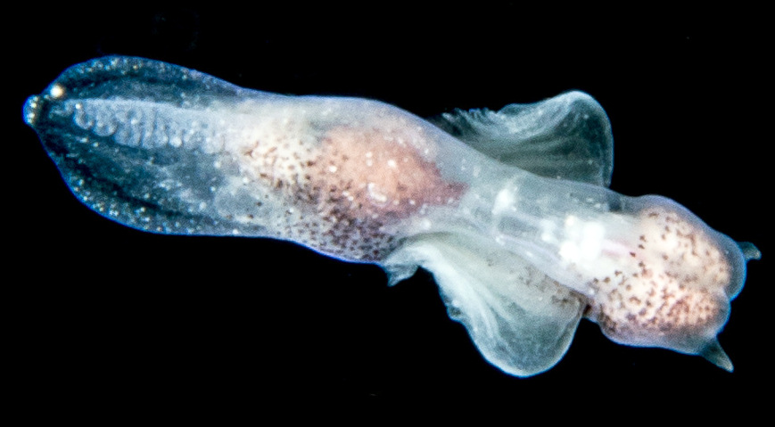 Sea Angel (Order Gymnosomata de Blainville, 1824)