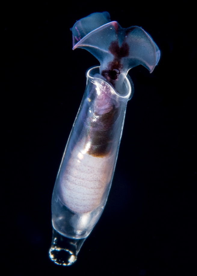 Cuvierina columnella (Rang, 1827)