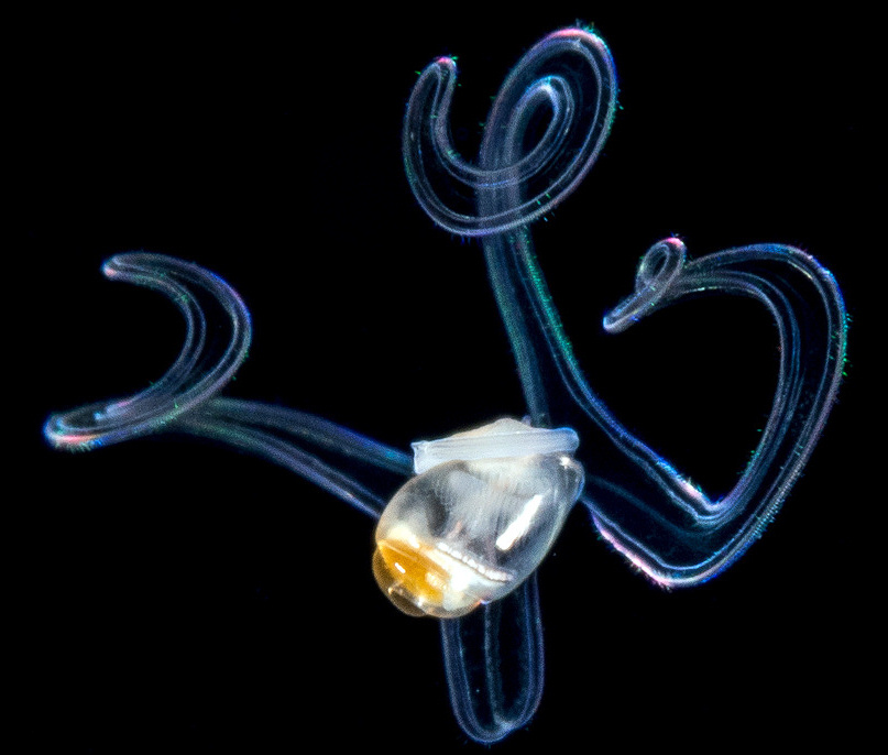 Olivellidae Or Olividae Veliger From Off The East Coast Of Florida