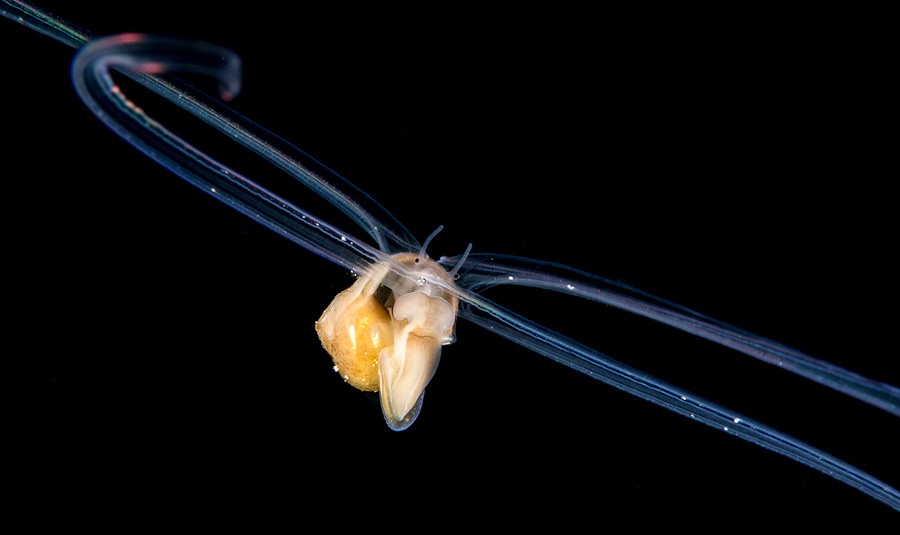 Unidentified Molluscan Veliger From Off The East Coast Of Florida