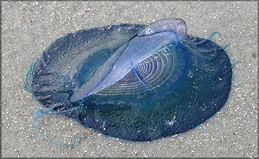 Velella velella  "By-the-wind Sailor"