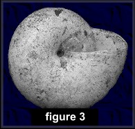 Mesomphix inornatus (Say, 1821) Plain Button (figure 3)