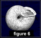 Triodopsis tridentata (Say, 1817) Northern Threetooth (figure 6)