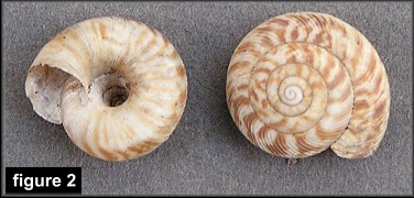 Anguispira alternata (Say, 1817) Flamed Tigersnail (figure two)