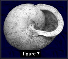 Neohelix albolabris (Say, 1817) Whitelip (figure 7)