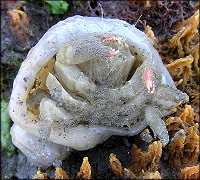 Unidentified Decorator Crab With Colonial Tunicate (Ventral View)