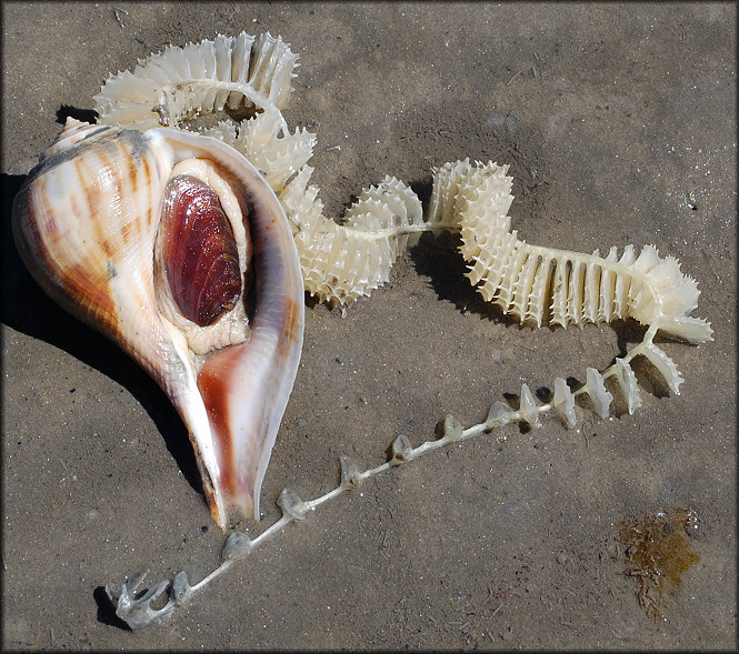 Fulguropsis spirata (Lamarck, 1816) Pear Whelk Large Female