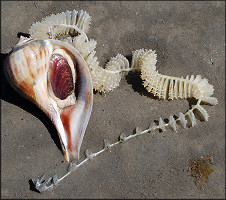 Fulguropsis spirata (Lamarck, 1816) Pear Whelk Large Female