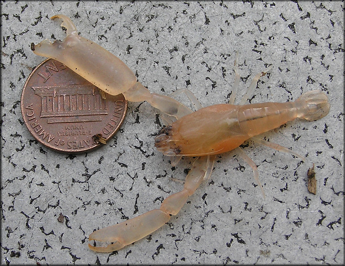Atrina serrata Symbiont - Palaemonid Shrimp Pontonia domestica