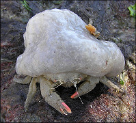 Unidentified Decorator Crab With Colonial Tunicate