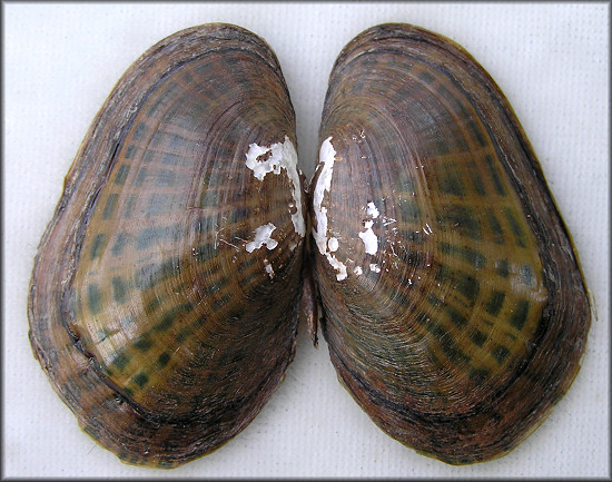 Villosa delumbis (Conrad, 1834) Eastern Creekshell